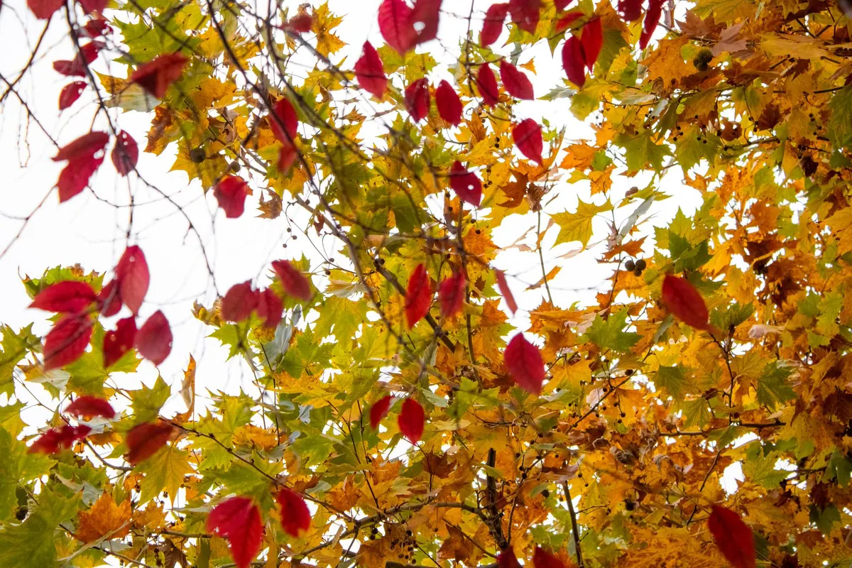 How to Paint Autumn Leaves in Watercolour: A Seasonal Tutorial